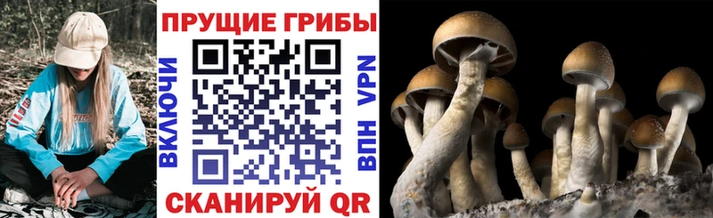 Псилоцибиновые грибы Psilocybe Микунь
